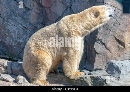 Polar Bear männlich steht auf dem Felsen und geniesst die Sonne Stockfoto