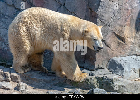 Polar Bear männlich steht auf dem Felsen und geniesst die Sonne Stockfoto