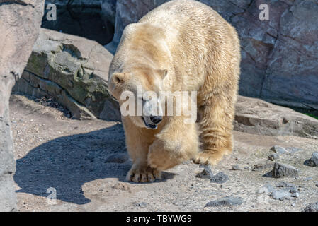 Polar Bear männlich steht auf dem Felsen und geniesst die Sonne Stockfoto