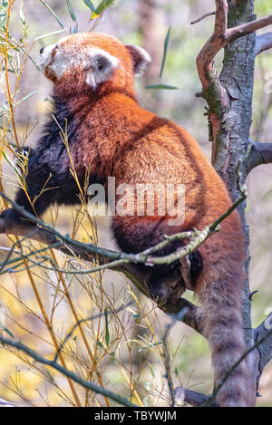 Panda sitzt auf dem Baum und isst Eukalyptus Stockfoto