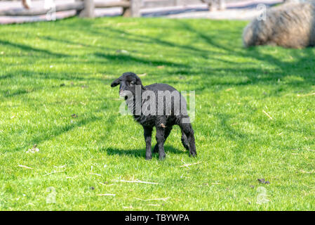 Schwarz baby sheep läuft über die Wiese Stockfoto