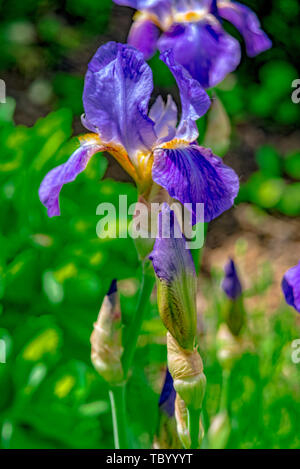 Iris mit blauer Blume wächst im Garten Stockfoto