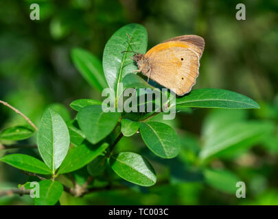 Wiese Braun Schmetterling. Pyrausta aurata. Profil. Stockfoto