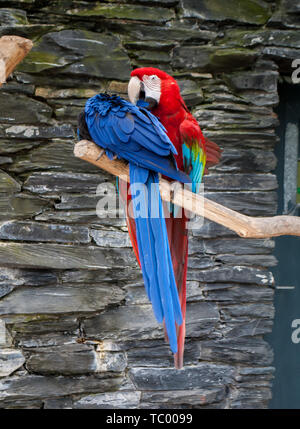 Ein blauer Papagei hellrote Ara Ara Macao, und ein roter Ara Ara Papagei, saß auf dem Ast Stockfoto