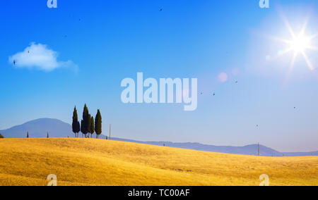 Sommer Landschaft Landschaft; Sonnenuntergang über sanfte Hügel und in der Toskana Ackerland Stockfoto