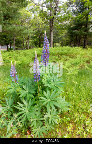 Wilde Lupinen oder lupinen Lupinus perennis in einer lila Farbe blau Stockfoto