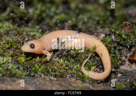 Albino dusky Salamander Stockfoto