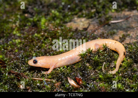 Albino dusky Salamander Stockfoto