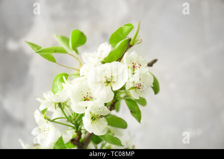 Schöne blühende Zweig der Baumstruktur auf grauem Hintergrund, Nahaufnahme Stockfoto