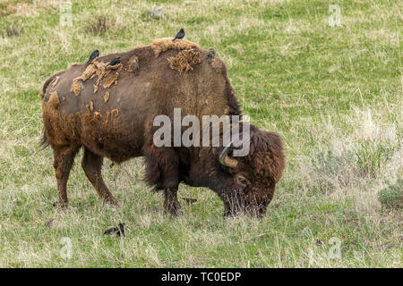 Ein Bison im Yellowstone National Park Schürfwunden während Vögel barsch. Stockfoto