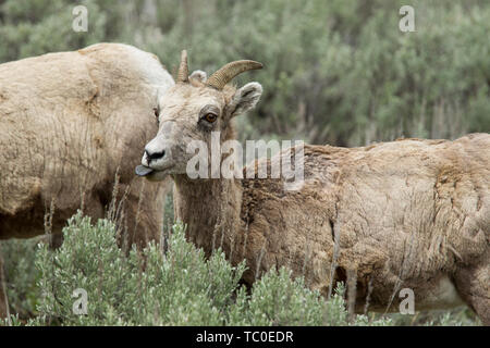 Eine junge bighorn Schafe mit seiner Zunge heraus, Beweidung auf die Pflanzen im Norden Yellowstone National Park. Stockfoto