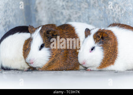 Drei Meerschweinchen in der Ecke ausruhen. Stockfoto