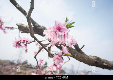 Das Peach Blossoms in der Heimatstadt von Longquanyi Peach Blossoms in Chengdu in voller Blüte sind. Stockfoto