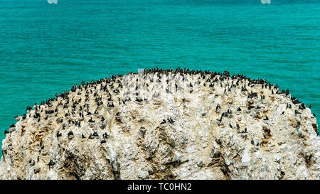 Bird Island am Rande von Qinghai See. Stockfoto