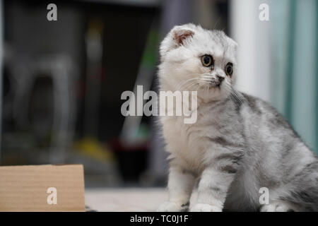 Kätzchen, Ohr - Folding cat. Stockfoto