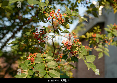 Frischer Pfeffer auf dem Pepper Tree Stockfoto