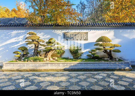 Klassische garten Bonsai Stockfoto