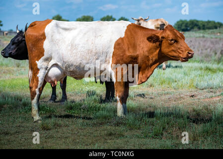 Braun hornlosen Kuh in grünes Feld in Landschaft Stockfoto