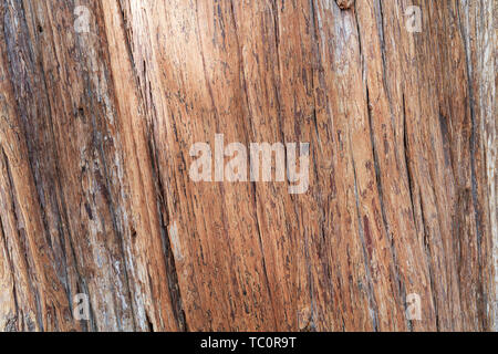 Alte Zypresse Rinde Textur Stockfoto