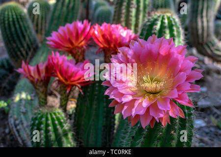 Rot und Lila großen, schönen und bunten Blumen von Hedgehog echinopsis Kakteen in voller Blüte im Kaktusgarten. Close Up. Stockfoto