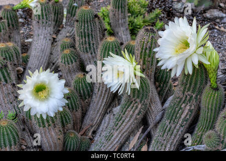 Weiße Blumen von Igel, echinopsis Kakteen blühen im Kaktusgarten. Voller Blüte. Close Up. Stockfoto