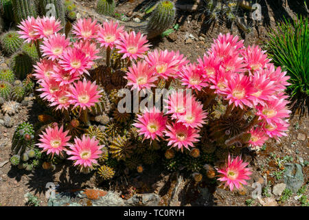 Kakteen in voller Blüte. Rosa Blüten von Igel, echinopsis Kakteen blühen im Kaktusgarten. Voller Blüte. Close Up. Stockfoto