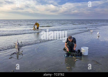 Shrimper Sortierung Fang von Garnelen drag net auf den Strand entlang der Nordseeküste gefangen Stockfoto