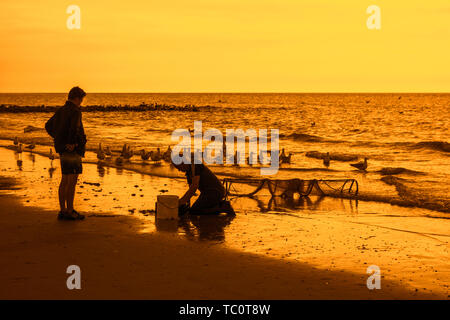 Shrimper Sortierung Fang von Garnelen drag net am Strand gefangen entlang der Nordseeküste und Möwen warten Beifang zu essen Stockfoto