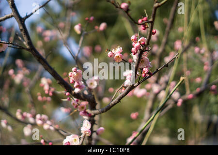 Suzhou Huqiu Scenic Area Pflaume Stockfoto