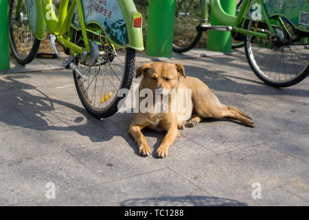 Ehrlich gelber Hund in Shantang Street, Suzhou Stockfoto