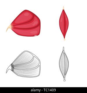 Isoliertes Objekt der Faser und muskulös Logo. Satz von Faser- und Körper Symbol für das Web. Stock Vektor