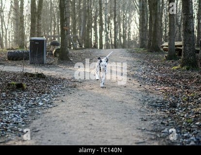 Junge Dalmatiner Hund glücklich Um den Wald läuft Stockfoto