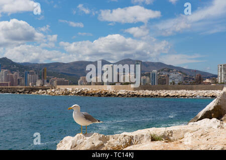 Möwe in Calpe, Spanien mit Stadt und die Küste Hotels und Apartments an der spanischen Mittelmeerküste Stockfoto