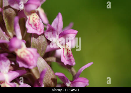 In der Nähe von zwei terrestrische Eurasischen Orchideen Stockfoto