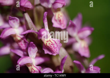 In der Nähe von zwei terrestrische Eurasischen Orchideen Stockfoto