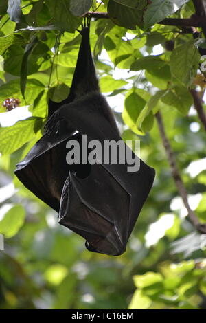 Obst bat, London Zoo, London, England, Großbritannien Stockfoto