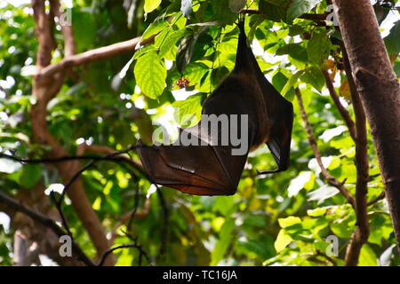 Obst bat, London Zoo, London, England, Großbritannien Stockfoto