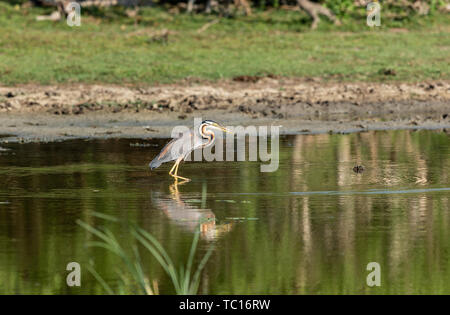 Lonely Reiher Futter in River Delta untiefen Stockfoto