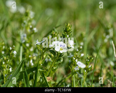 Ein Boden Bilder der Blüten von Veronica serpyllifolia Stockfoto