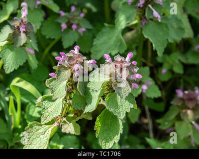 Nahaufnahme der lila Blüten der Gemeinsamen tote Nessel Lamium purpureum Stockfoto