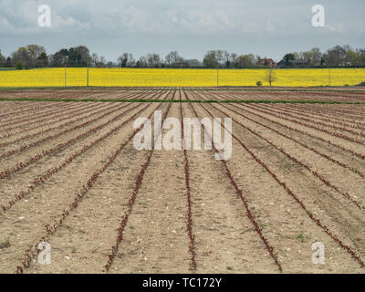 Eine Ansicht eines Jungen kommerziellen Ernte von Rosen mit einer leuchtend gelben Raps Feld im Hintergrund Stockfoto