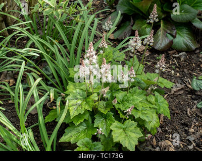 Tiarella Tintenklecks wächst an den Rand eines schattigen Wald bed Stockfoto