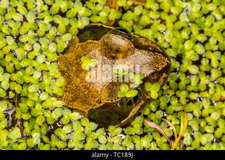 Noch Grasfrosch (Rana temporaria) Über die Hälfte unter Wasser im Gartenteich, Teich Unkraut umgeben. In Poole, Dorset, England. Stockfoto