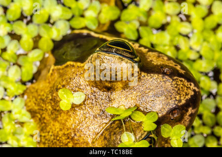 Noch Grasfrosch (Rana temporaria) abgeschnitten und von oben die Hälfte im Gartenteich, Teich Unkraut umgeben versenkt. In Poole, Dorset, England. Stockfoto