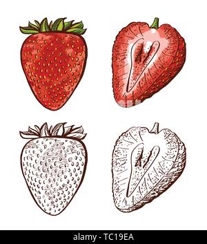 Set strawberry Zeichnung. Erdbeere auf einem weißen Hintergrund. Vintage Gravur Illustration für Logo, Plakat, Internet. Stock Vektor