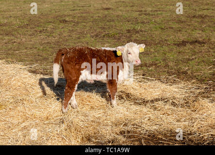 Jungen männlichen Hereford Kalb stehend in Feld im Winter, Boyton, Suffolk, England, Großbritannien Stockfoto