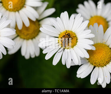 Glühwürmchen erhalten Sie freundlich auf das Zentrum einer Daisy im Feld. Stockfoto