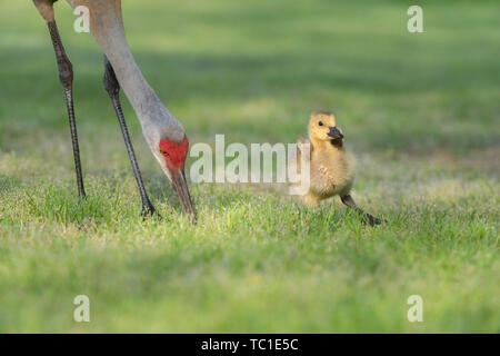 Sandhill Crane mit adoptierten Gänseküken in Kanada, ein Beispiel für die artenübergreifende Adoption im Kensington Metropark, Milford, Michigan, USA Stockfoto