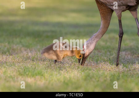 Sandhill Crane mit verabschiedet Kanada Gans Gosling, Kensington Metropark, Milford, Michigan Stockfoto