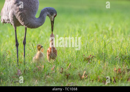 Sandhill Crane Fütterung Fohlen mit verabschiedet Kanada Gans gosling als Teil der Familie während der Frühling in Michigan Stockfoto